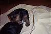 127maceys_puppies_03-16-05_005_600_x_400_.jpg