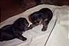 127maceys_puppies_03-16-05_007_600_x_400_.jpg