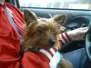 1328scrappy_helping_mom_drive_3-2005_400_x_300_.jpg