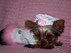 1411Yorkie_clothinbg_pics_015.jpg