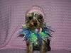 1411Yorkie_clothinbg_pics_018.jpg