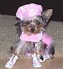 1411Yorkie_clothinbg_pics_028.jpg