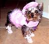 1411Yorkie_clothinbg_pics_033.jpg