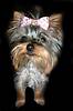1730chloe-pink-barrette.jpg