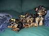 1745PUPPIES_008.jpg