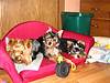 1808brat_pack.JPG