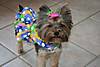 2006_puppy_reunion_003.jpg