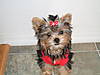 2007_0113Puppy0008.JPG