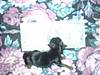 2199Missy_s_pup_2_RIP_Little_Angel_Boy_6-12-05_thru_6-14-05.JPG