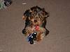 2695Puppies_025.jpg