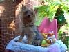 299Rosie_with_toys_resized_down.jpg