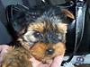3075showers_and_new_puppy_098.jpg