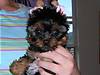 3312puppies-d_427.jpg