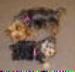 3495livvy_abby_feb_05.jpg