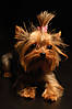 398px-Yorkshire_Terrier_Apple.jpg