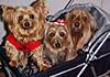 3Yorkiesstroller.jpg