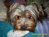 4-18-08_ellie_and_dogs_058.JPG