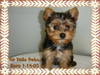 5edited1A-_9_wks_Yoda_3-24-05.JPG