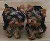 644babyyorkie.JPG