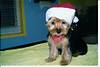 662Newf_s_1st_Grooming_005.jpg