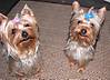 693abby_oliver_1-21-05_4.JPG