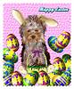 811Easter-Sweetie-1-05.jpg