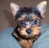 820mypuppy.JPG