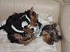 854sleeping_beautys.JPG