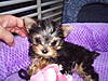 8_10_weeks_anna_tootsie_106.JPG