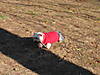 A_Beauty_in_Red_Resized.jpg