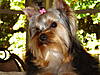 Abby_Oct_2006_008.JPG