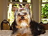 Abby_Oct_2006_009.JPG