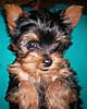 Adie_8_weeks_3.jpg