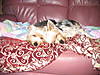 Adorable_on_Couch_Resized.jpg