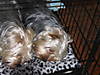 Angels_Sleeping_Resized.jpg