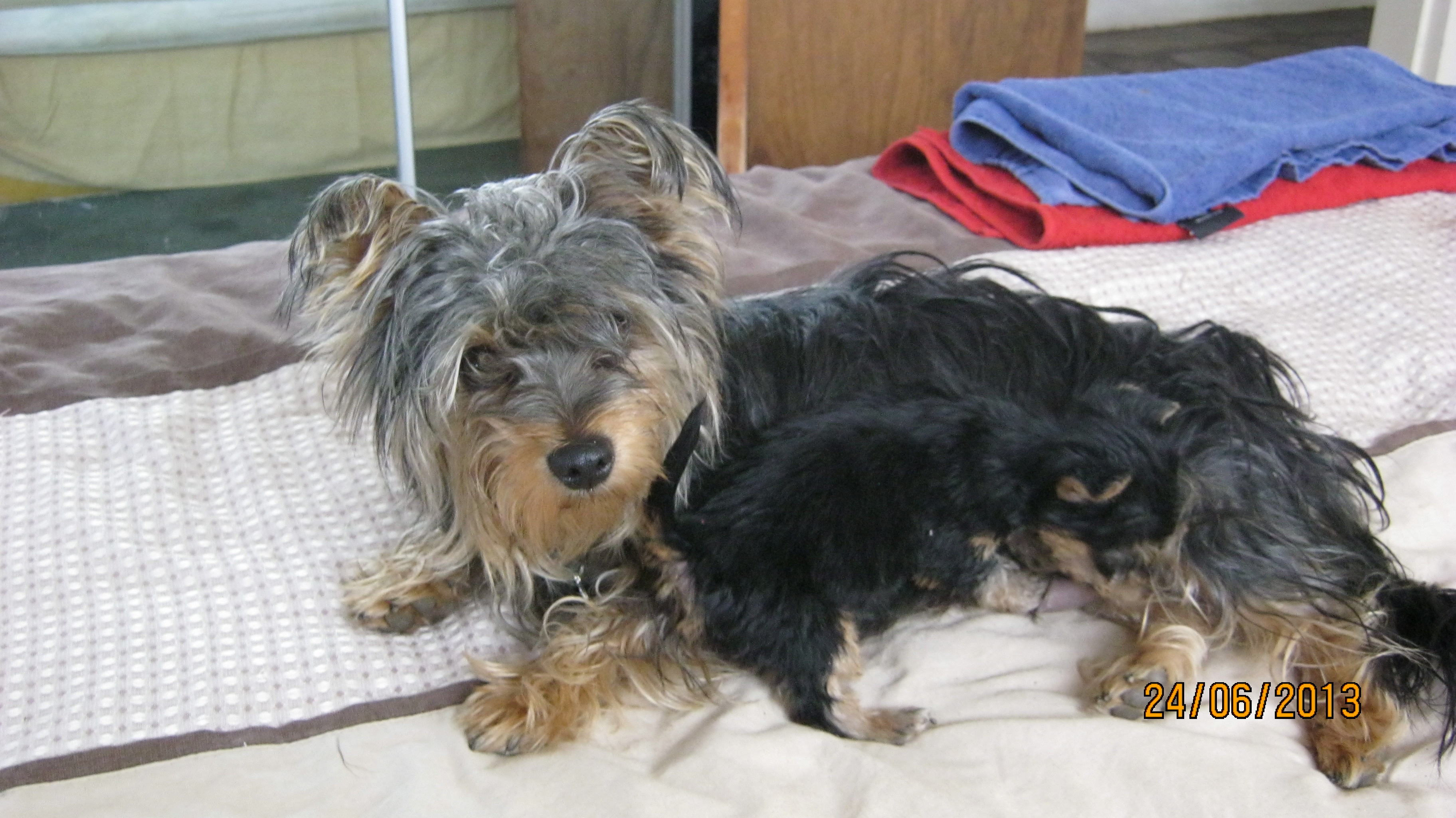 Baba_yorkies_gebore_15_Mei_2013_003.jpg