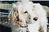 Bailey4.jpg