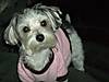 Beautiful_Belle_in_pink_shirt_Good.jpg