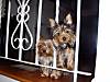 Bella_and_Louie_top_of_stairs_400_x_300_.jpg