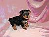 Biggie_6weeks1.JPG