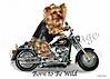 Biker_Bitch_Wild_Web.jpg