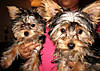 Bro_N_Sis_Chewy_N_Roxxy_resized.jpg