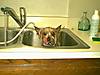 Bruno_bathtime.jpg