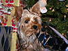 CHRISTMAS_2006_011.jpg