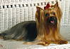 Captain_Woodrow_pic1.jpg