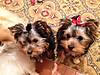 Charlie_Jr_and_Sophia_First_Grooming_12_13_2012.jpg