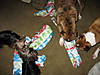 Christmas_2007_Puppies_opening_gifts_001.jpg