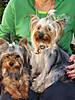 Chritene_Yorkie_Pictures_001.jpg