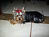 Chritene_Yorkie_Pictures_133.jpg