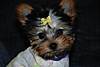 Copy_of_DSC_0011_Small_.JPG